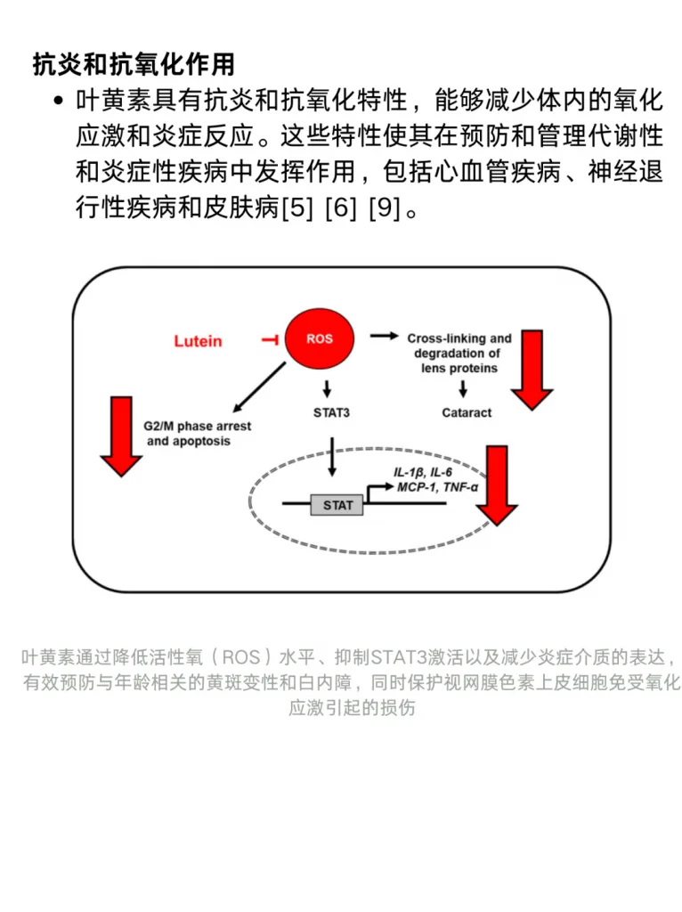 文献综述：叶黄素的功效与作用，叶黄素是如何保护眼睛的？历史资料图 3