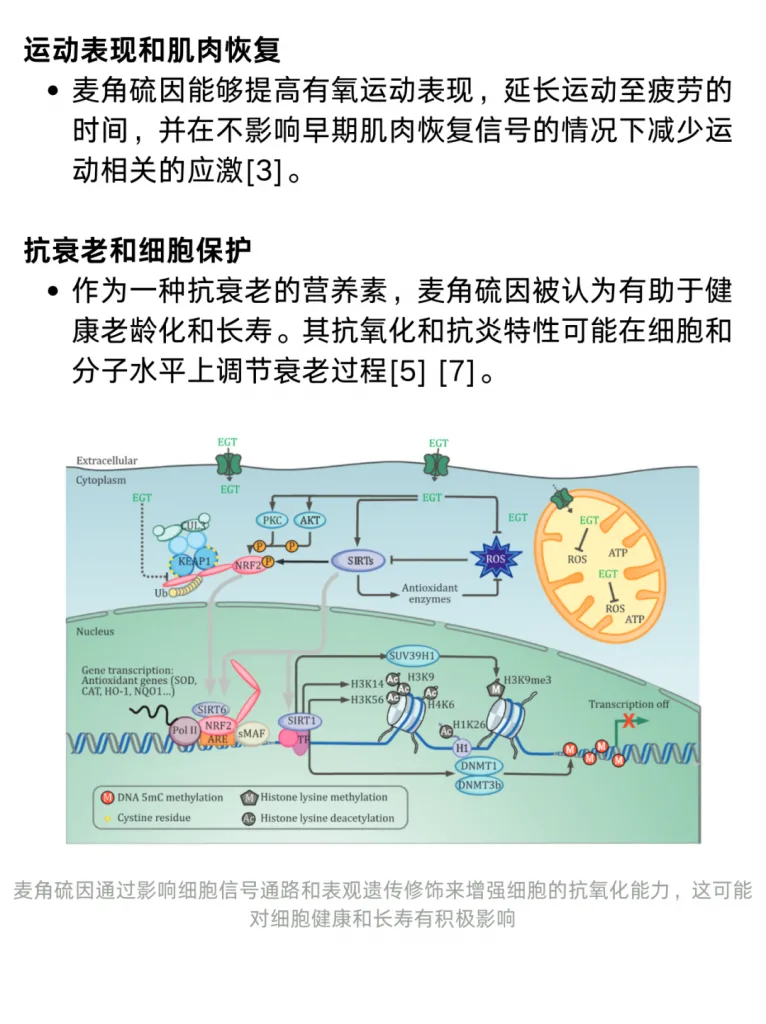 文献综述：麦角硫因的功效与作用是？历史资料图 4