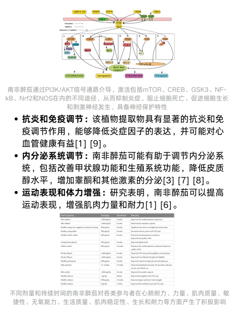 文献综述丨南非醉茄的功效是？对稳定情绪有用吗？历史资料图 3